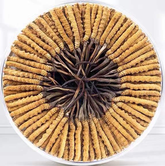 玉溪冬虫夏草回收